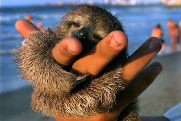 baby-sloth-is-content