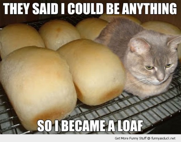 funny-cat-became-a-loaf-lolcat-pics