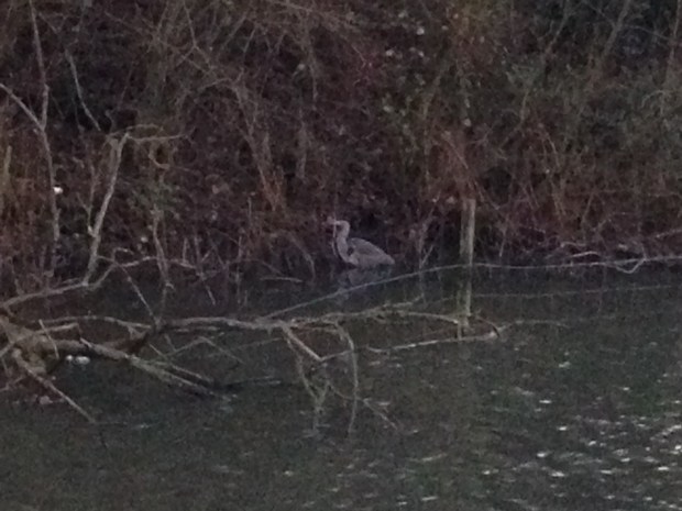 A lone heron takes refuge from the hustle and bustle