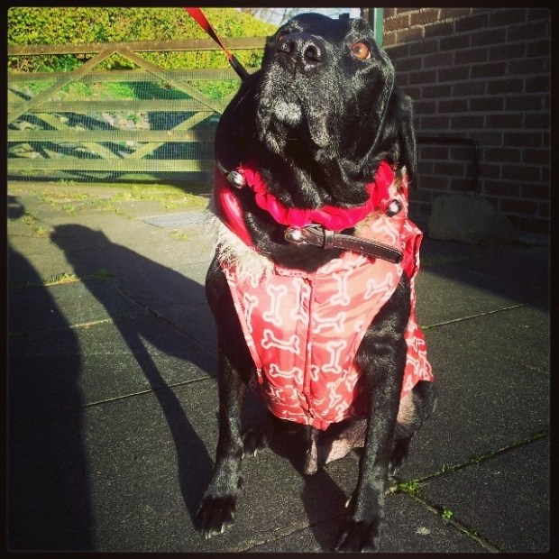 Santa's little helper, Bob, is a fan of this idea