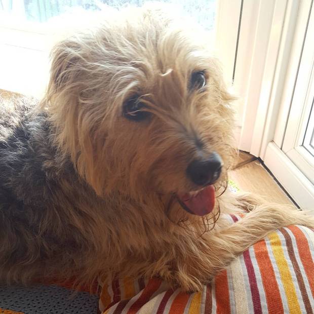 13131290_10100704261266942_9067829649890679907_o